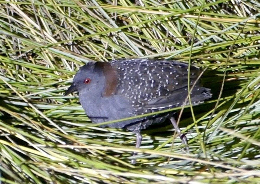 Foto de Pidencito (Laterallus jamaicensis), familia Rallidae, aves de Chile