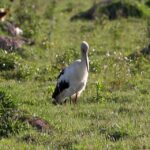Foto de Pillo (Ciconia maguari), familia Ciconiidae, aves de Chile