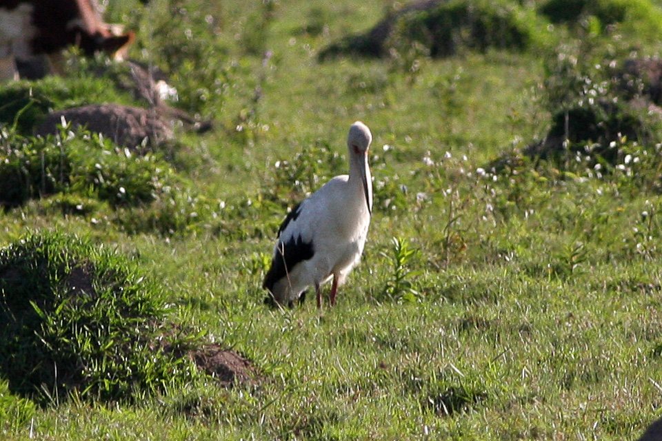 Foto de Pillo (Ciconia maguari), familia Ciconiidae, aves de Chile