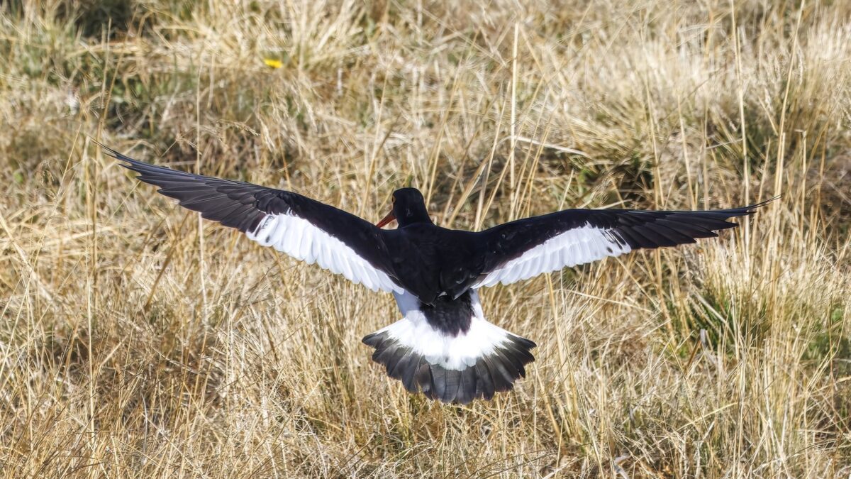 Foto de Pilpilén austral (Haematopus leucopodus), familia Haematopodidae, aves de Chile