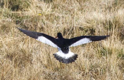 Foto de Pilpilén austral (Haematopus leucopodus), familia Haematopodidae, aves de Chile