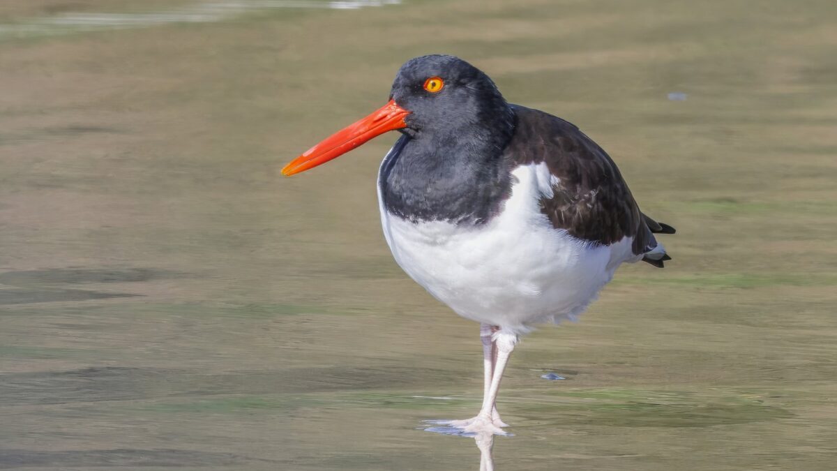 Foto de Pilpilén (Haematopus palliatus), familia Not in source, aves de Chile