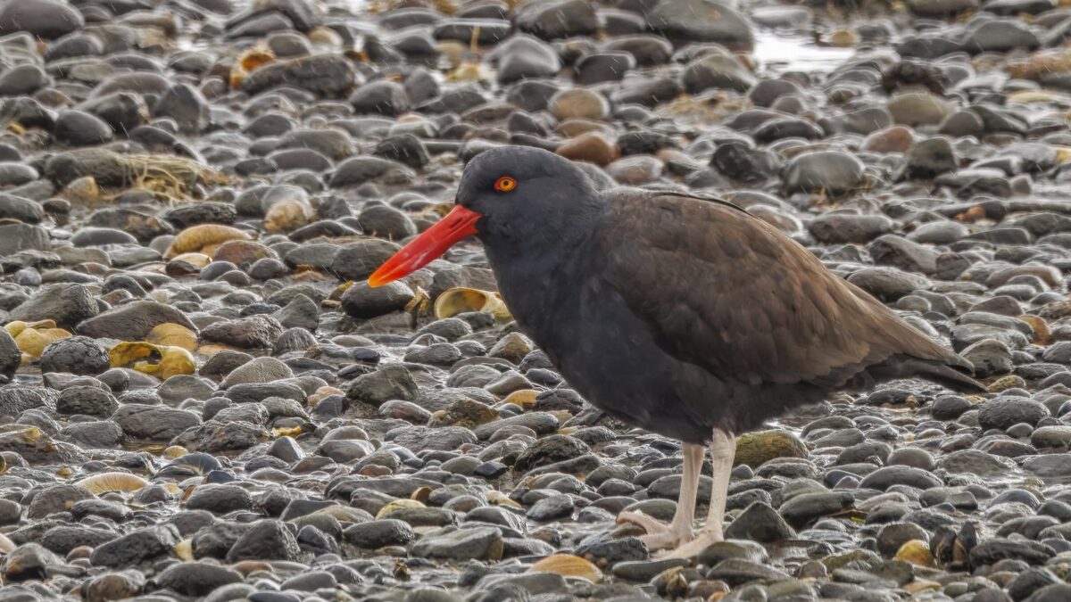Foto de Pilpilén negro (Haematopus ater), aves de Chile