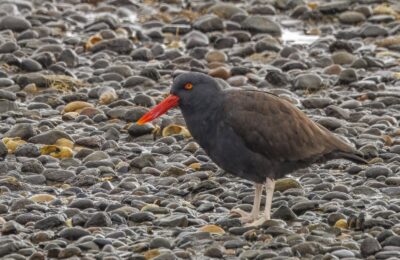 Foto de Pilpilén negro (Haematopus ater), aves de Chile