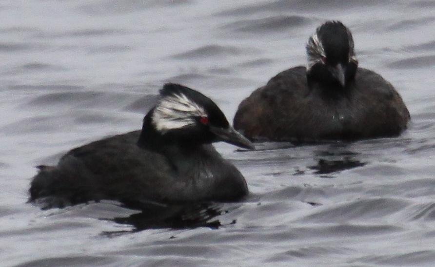 Foto de Pimpollo (Rollandia rolland), familia Podicipedidae, aves de Chile