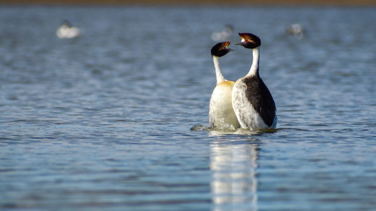 Foto de Pimpollo tobiano (Podiceps gallardoi), familia Podicipedidae, aves de Chile