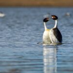 Foto de Pimpollo tobiano (Podiceps gallardoi), familia Podicipedidae, aves de Chile