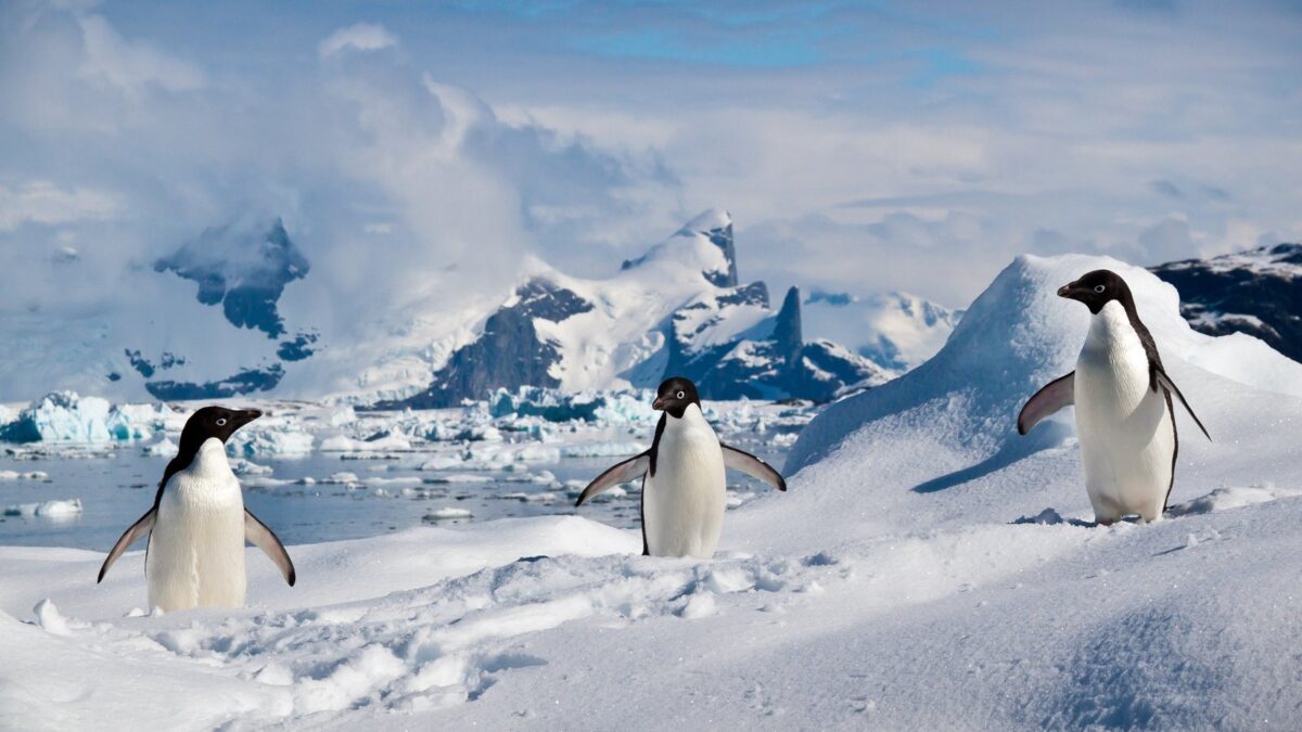 Foto de Pingüino de Adelia (Pygoscelis adeliae), familia Spheniscidae, aves de Chile