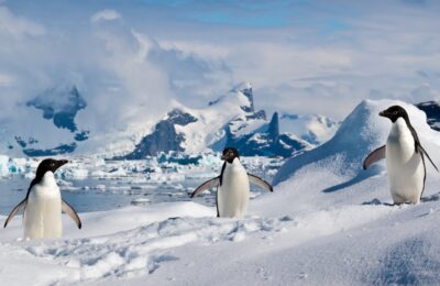 Foto de Pingüino de Adelia (Pygoscelis adeliae), familia Spheniscidae, aves de Chile