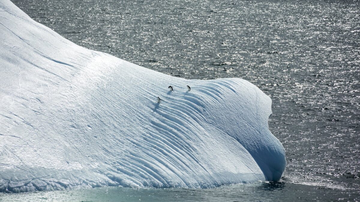 Foto de Pingüino de barbijo (Pygoscelis antarcticus), familia Spheniscidae, aves de Chile