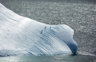 Foto de Pingüino de barbijo (Pygoscelis antarcticus), familia Spheniscidae, aves de Chile