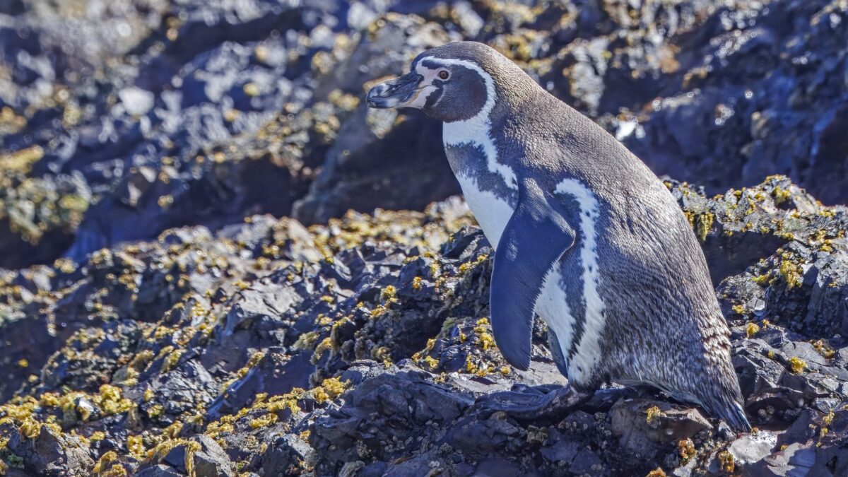 Foto de Pingüino de Humboldt (Spheniscus humboldti), familia Spheniscidae, aves de Chile