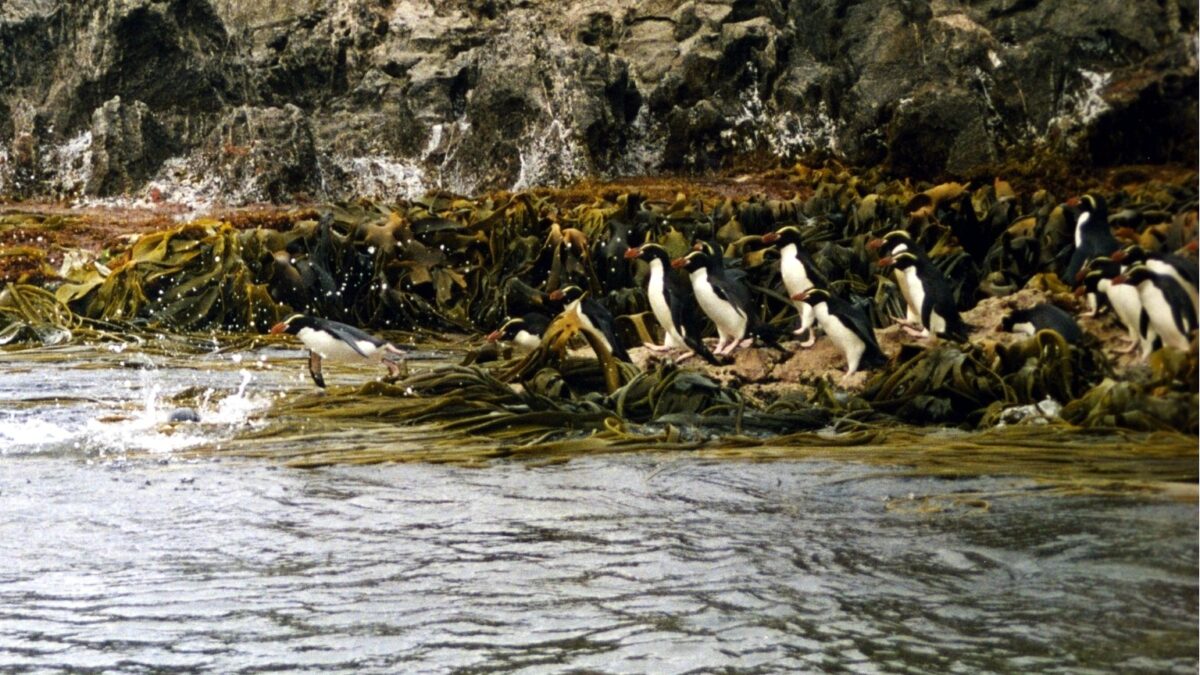 Foto de Pingüino de las Snares (Eudyptes robustus), familia dae, aves de Chile