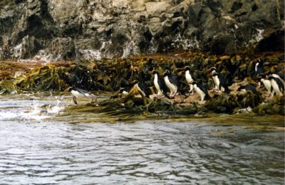 Foto de Pingüino de las Snares (Eudyptes robustus), familia dae, aves de Chile