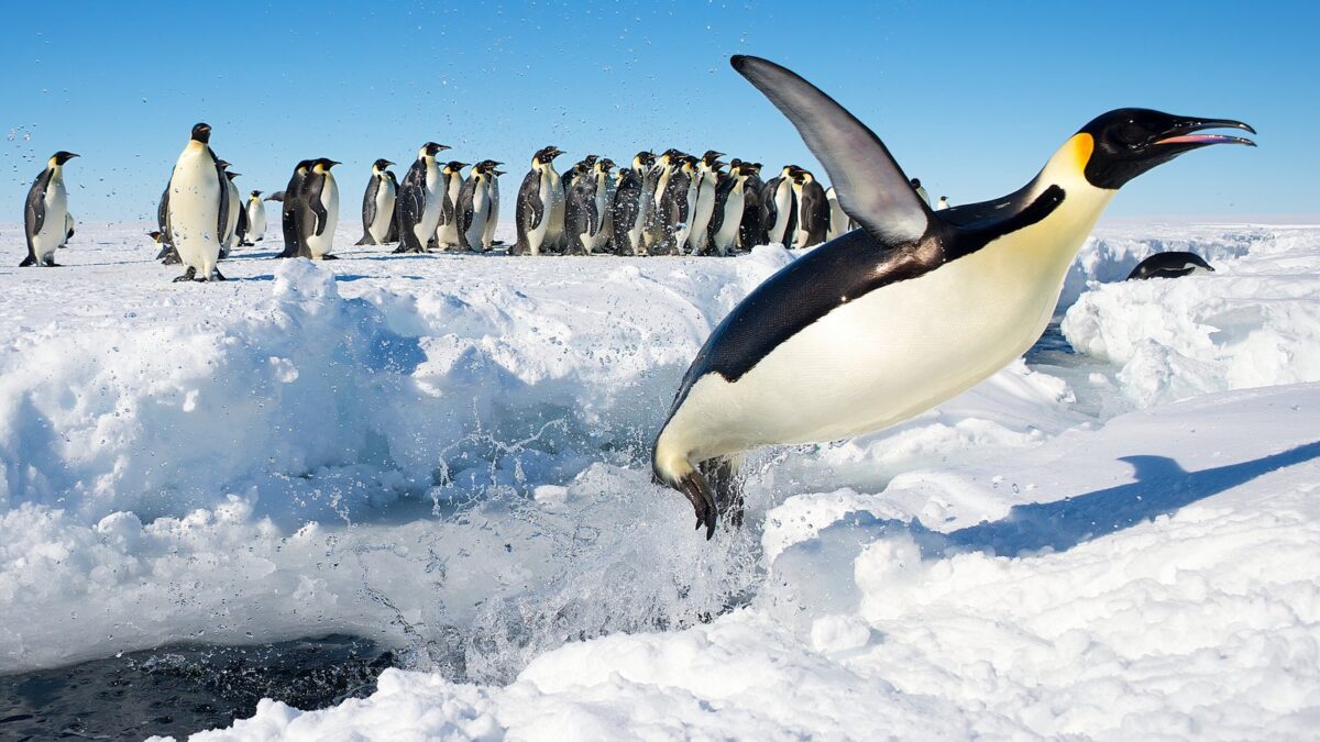 Foto de Pingüino emperador (Aptenodytes forsteri), familia Spheniscidae, aves de Chile