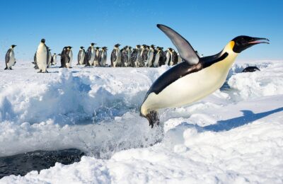 Foto de Pingüino emperador (Aptenodytes forsteri), familia Spheniscidae, aves de Chile