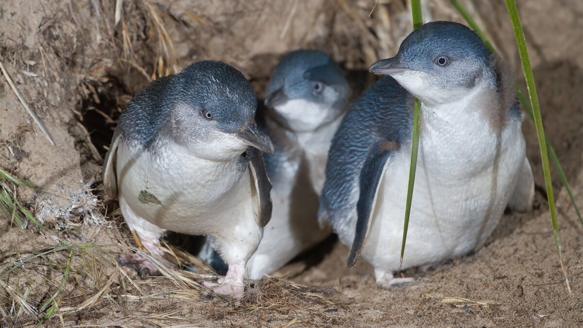 Foto de Pingüino enano (Eudyptula minor), familia Spheniscidae, aves de Chile