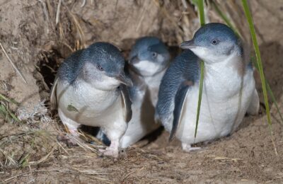 Foto de Pingüino enano (Eudyptula minor), familia Spheniscidae, aves de Chile