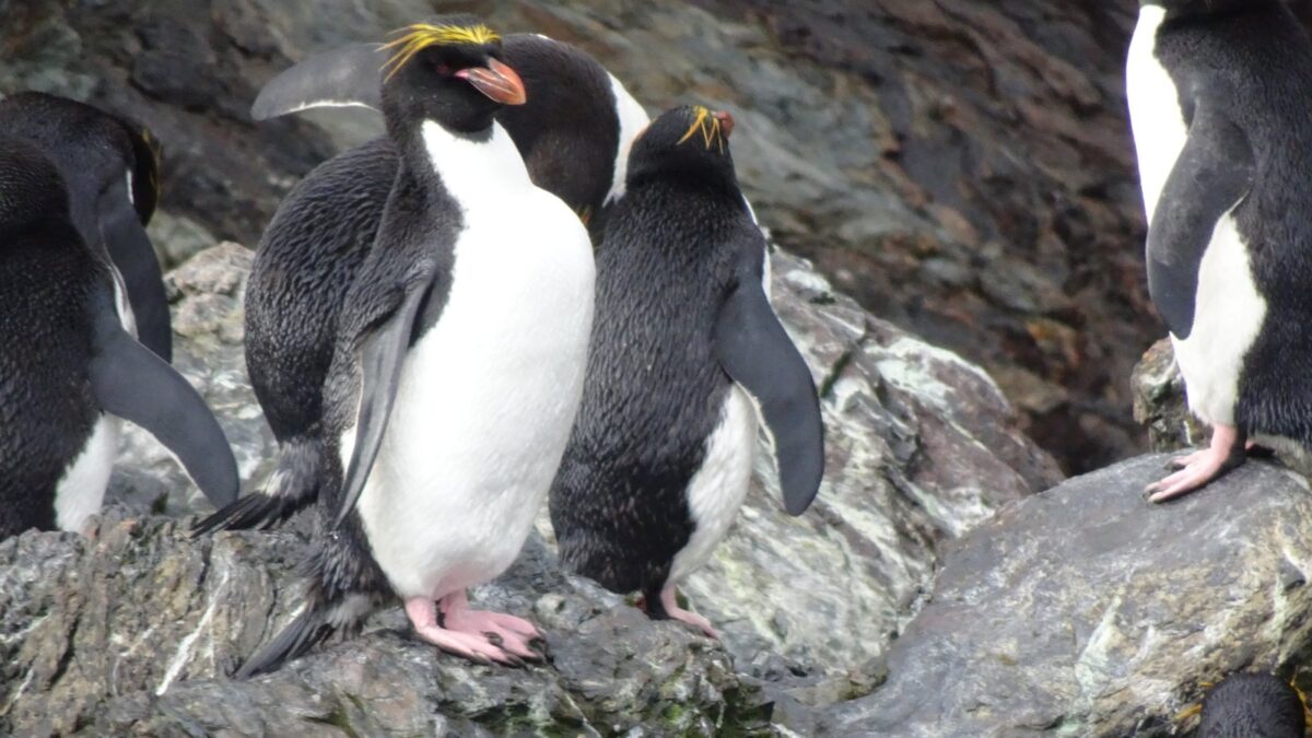 Foto de Pingüino macaroni (Eudyptes chrysolophus), familia Spheniscidae, aves de Chile