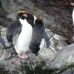 Foto de Pingüino macaroni (Eudyptes chrysolophus), familia Spheniscidae, aves de Chile