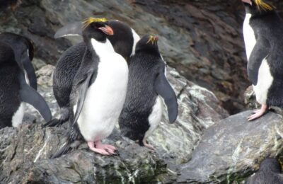 Foto de Pingüino macaroni (Eudyptes chrysolophus), familia Spheniscidae, aves de Chile