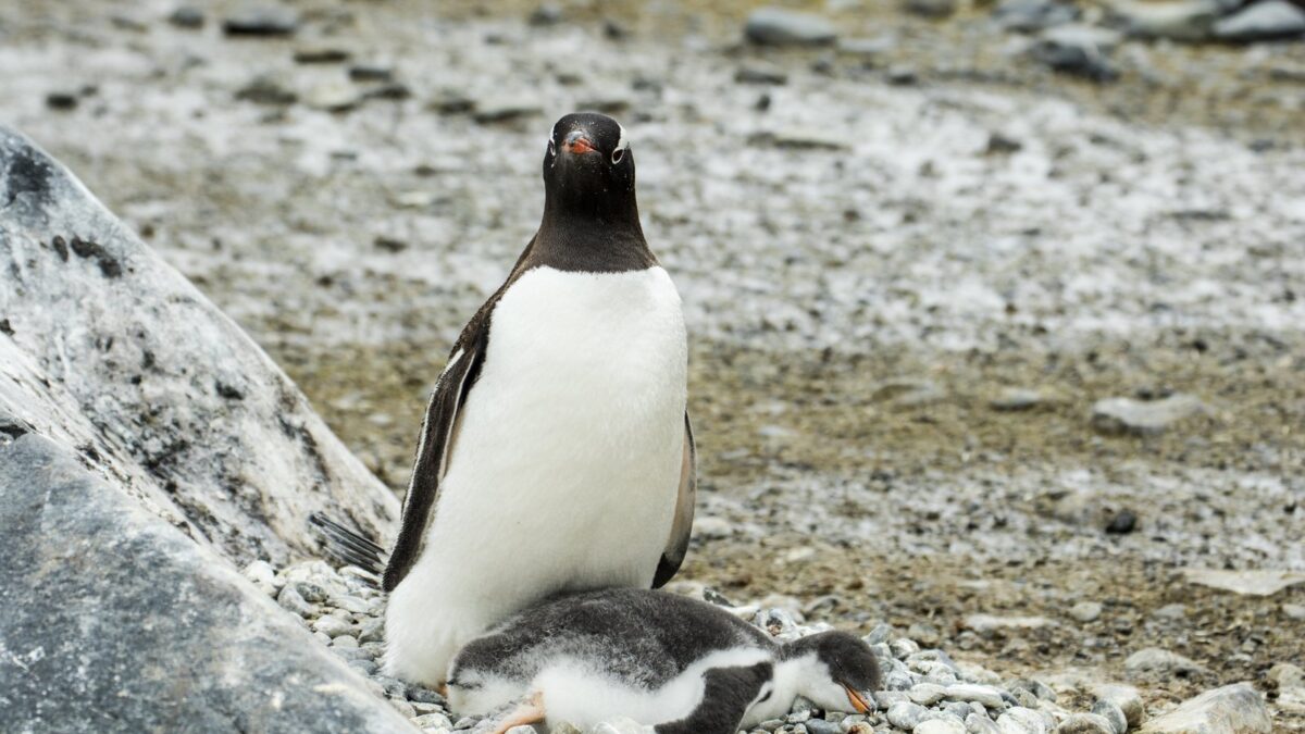 Foto de Pingüino papúa (Pygoscelis papua), familia Spheniscidae, aves de Chile