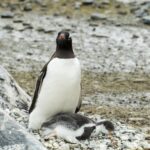 Foto de Pingüino papúa (Pygoscelis papua), familia Spheniscidae, aves de Chile