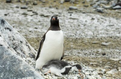 Foto de Pingüino papúa (Pygoscelis papua), familia Spheniscidae, aves de Chile