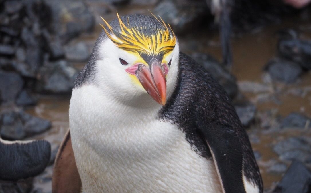 Foto de Pingüino real (Eudyptes schlegeli), familia SpheniscidaePINGÜINO, aves de Chile