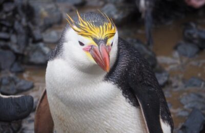 Foto de Pingüino real (Eudyptes schlegeli), familia SpheniscidaePINGÜINO, aves de Chile
