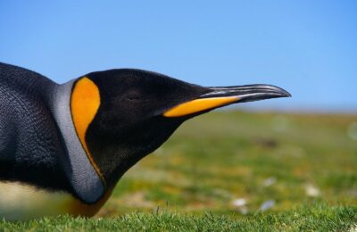 Foto de Pingüino rey (Aptenodytes patagonicus), familia Spheniscidae, aves de Chile