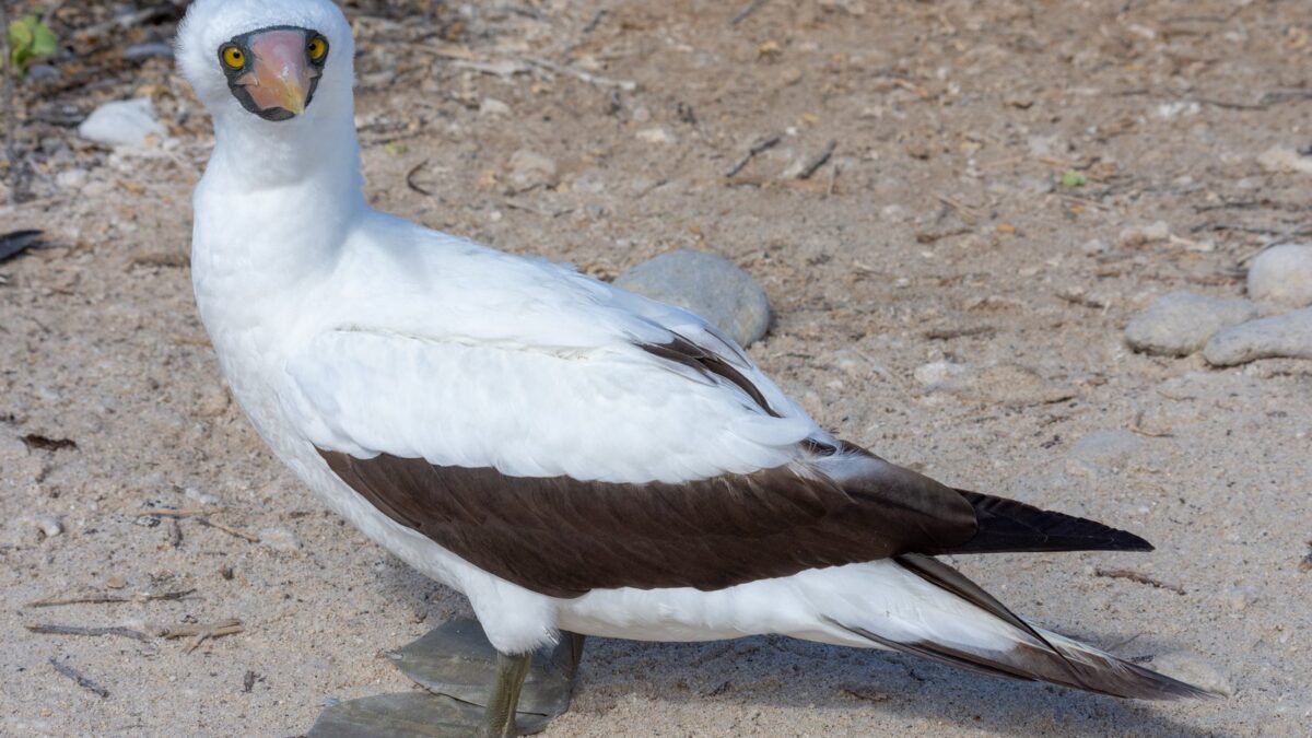 Foto de Piquero de Nazca (Sula granti), familia Sulidae, aves de Chile