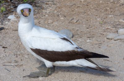 Foto de Piquero de Nazca (Sula granti), familia Sulidae, aves de Chile