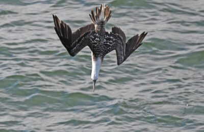 Foto de Piquero (Sula variegata), familia Sulidae, aves de Chile