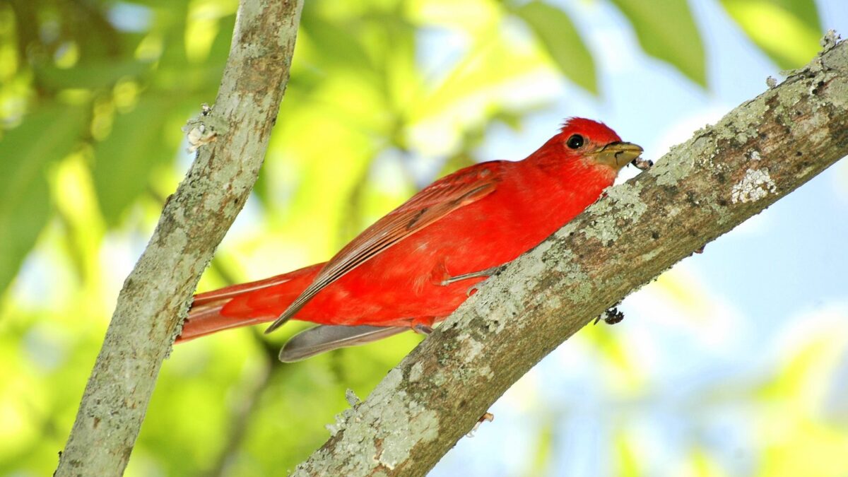 Foto de Piranga (Piranga rubra), familia Cardinalidae, aves de Chile