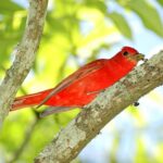 Foto de Piranga (Piranga rubra), familia Cardinalidae, aves de Chile
