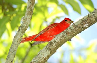 Foto de Piranga (Piranga rubra), familia Cardinalidae, aves de Chile