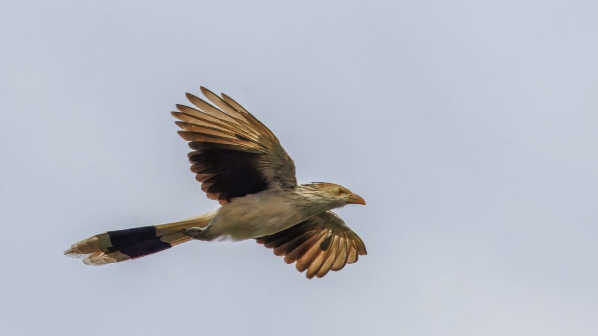 Foto de Pirincho (Guira guira), familia CuculidaePIRINCHO, aves de Chile