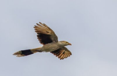Foto de Pirincho (Guira guira), familia CuculidaePIRINCHO, aves de Chile