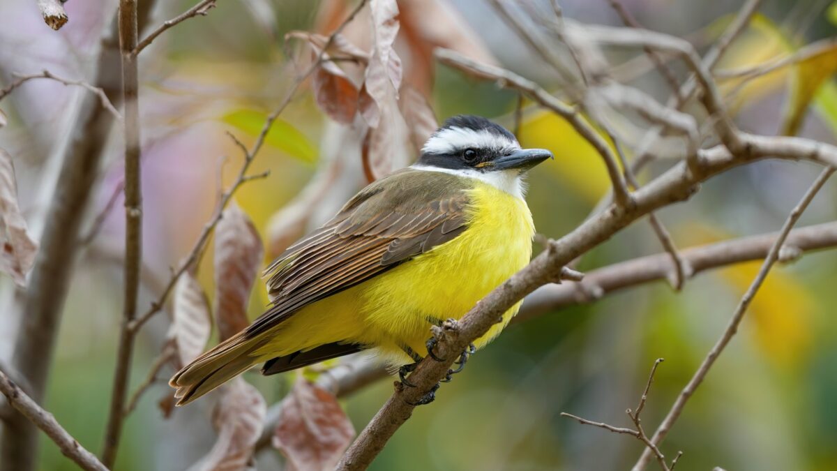 Foto de Pitanguá (Pitangus sulphuratus), familia Tyrannidae, aves de Chile