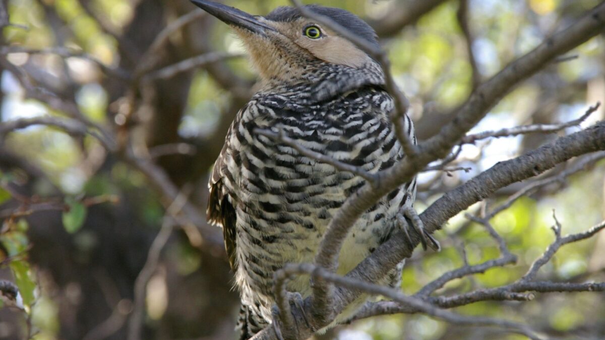 Foto de Pitío (Colaptes pitius), familia Picidae, aves de Chile