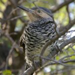 Foto de Pitío (Colaptes pitius), familia Picidae, aves de Chile