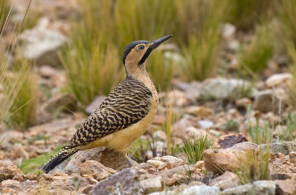 Foto de Pitío del Norte (Colaptes rupicola), aves de Chile