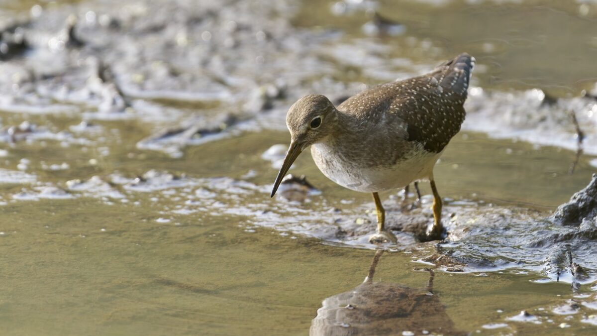 Foto de Pitotoy solitario (Tringa solitaria), familia Scolopacidae, aves de Chile