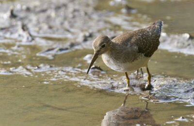 Foto de Pitotoy solitario (Tringa solitaria), familia Scolopacidae, aves de Chile
