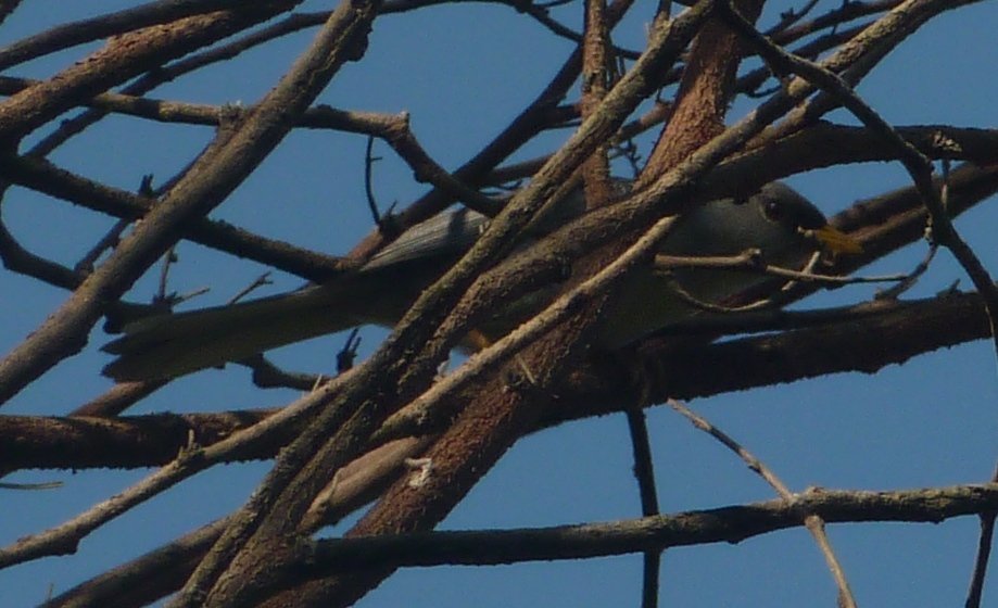 Foto de Pizarrita (Xenospingus concolor), familia Thraupidae, aves de Chile