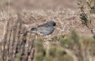 Foto de Platero (Rhopospina alaudina), aves de Chile