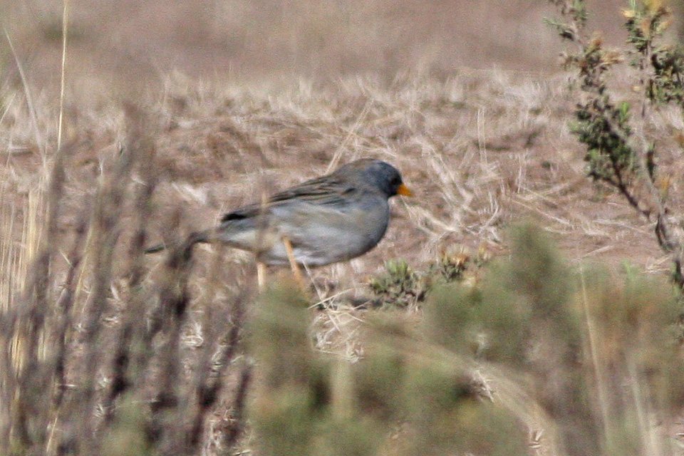 Foto de Platero (Rhopospina alaudina), aves de Chile