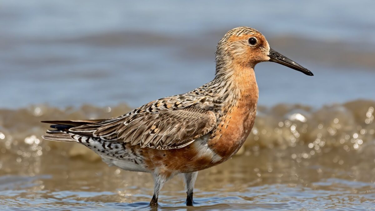 Foto de Playero ártico (Calidris canutus), familia Scolopacidae, aves de Chile