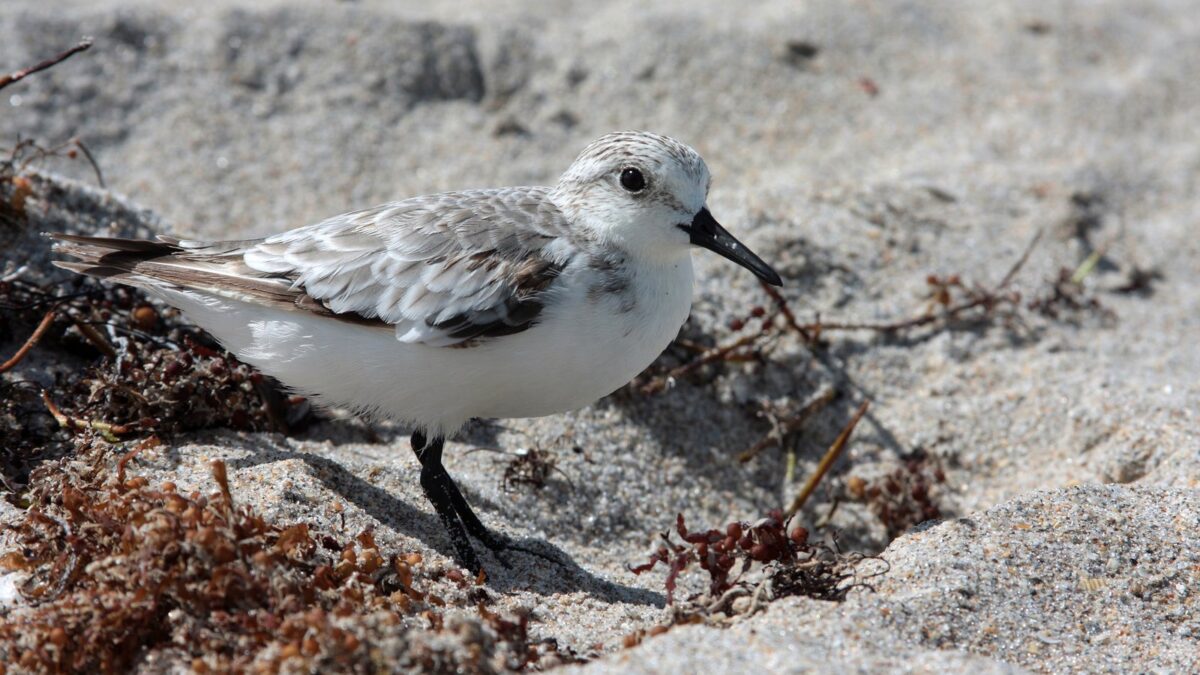 Foto de Playero blanco (), familia Scolopacidae, aves de Chile
